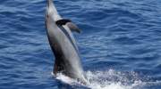 spielender-delfin-la-gomera.jpg