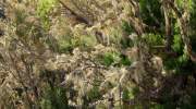 La-gomera-flora-bartflechten.jpg