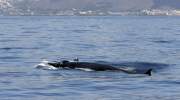 brydewal-la-gomera-whale-watching.JPG