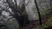 nebelwald-la-gomera-nationalpark.jpg