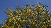 flora-la-gomera-mimose-akazie.jpg