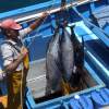 Frischer Thunfisch am Hafen