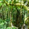 Der zauberhafte Wald im Nationalpark Garajonay