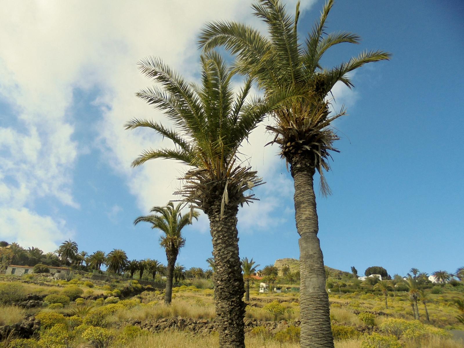 palmen-in-alajero-auf-la-gomera.JPG